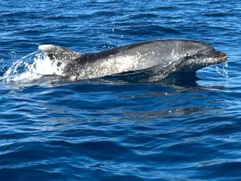 Noleggiare una Nuova Jolly NJ 630 GT a Saint-Cyprien