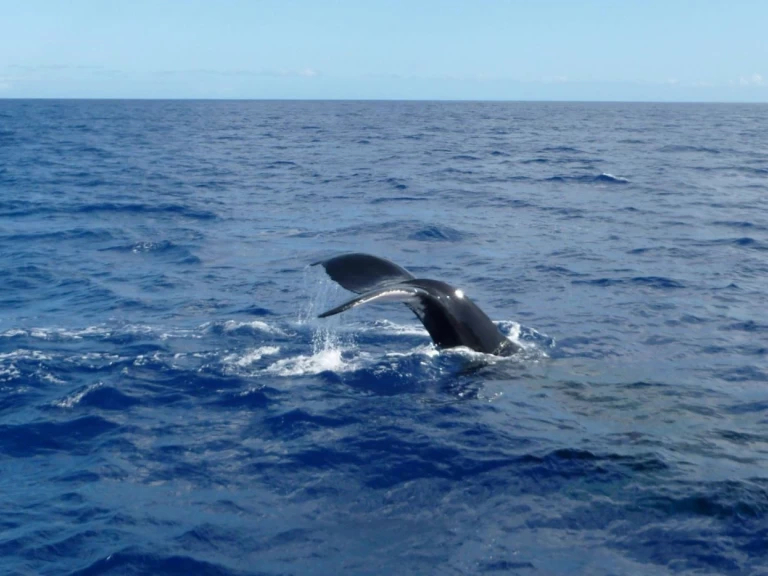 CeyCat catamaran da affittare a  Trincomalee