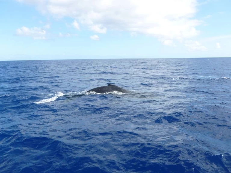 Noleggio Barca a vela a Trincomalee – CeyCat catamaran