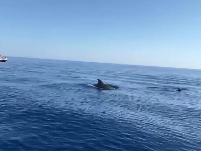 Noleggiare una Clear aries a Argelès-sur-Mer