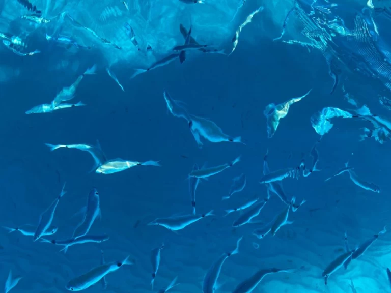 Italboats Predator 540 da affittare a  Villasimius