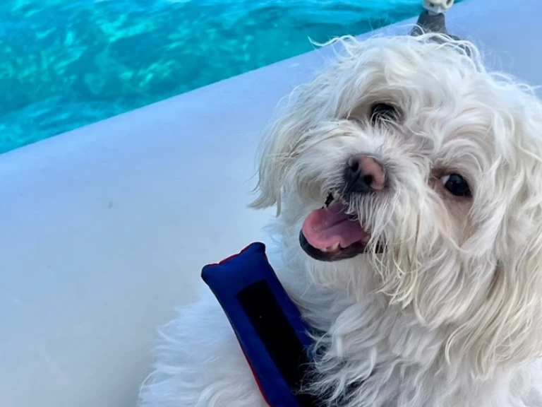 Noleggio a Villasimius – Italboats Predator 500 su SamBoat