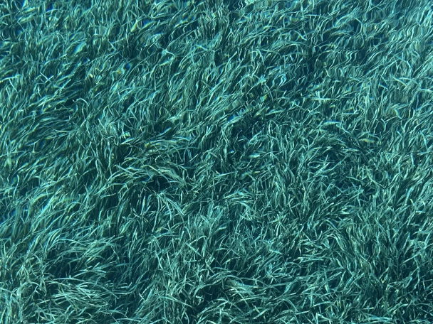 Noleggio a Saint-Tropez – Jeanneau Merry Fisher 1095 su SamBoat