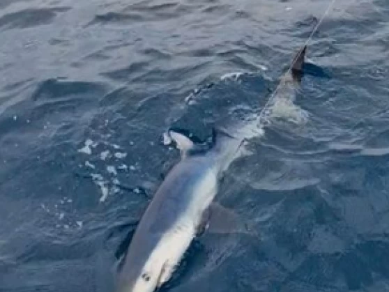 Noleggio Barca a motore Ocqueteau con patente nautica