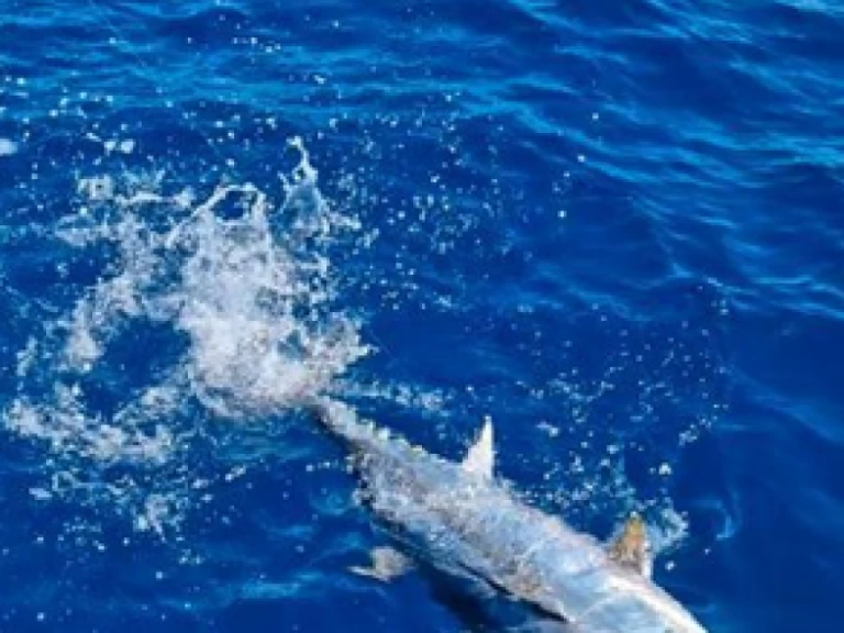 Barca a motore a noleggio a Saint-Gilles les Bains al miglior prezzo