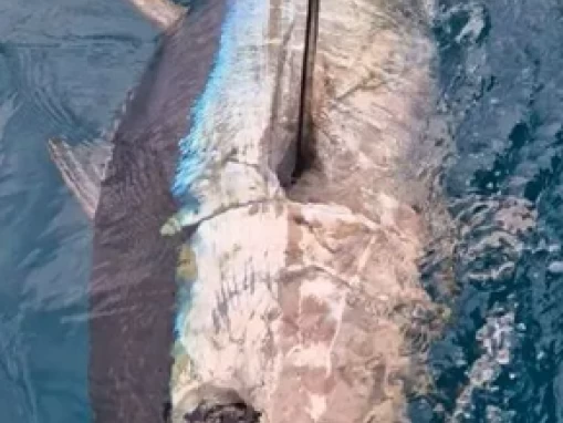 Ocqueteau Ostrea 700 T-Top da affittare a  Saint-Gilles les Bains