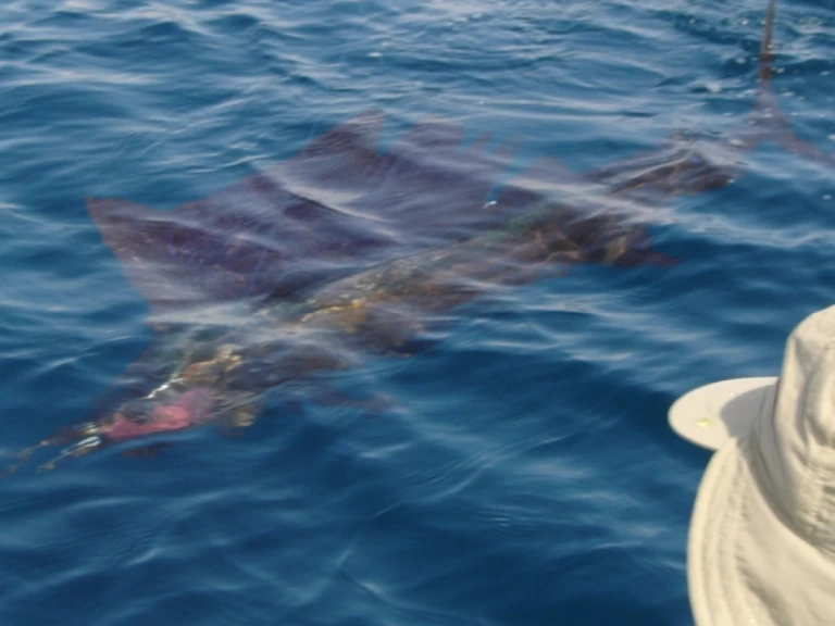 Noleggio a Saint-Gilles les Bains – Ocqueteau Ostrea 700 T-Top su SamBoat