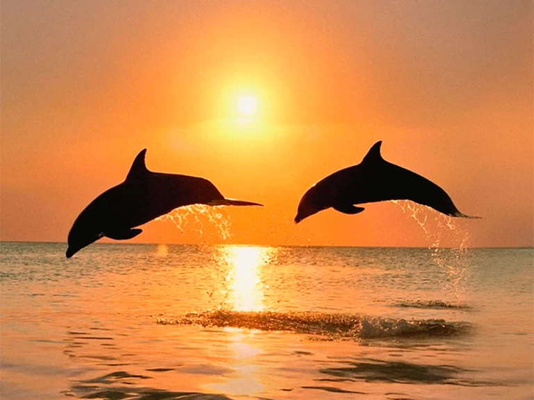 Noleggio barche Naviplane 710 a Benalmádena su Samboat