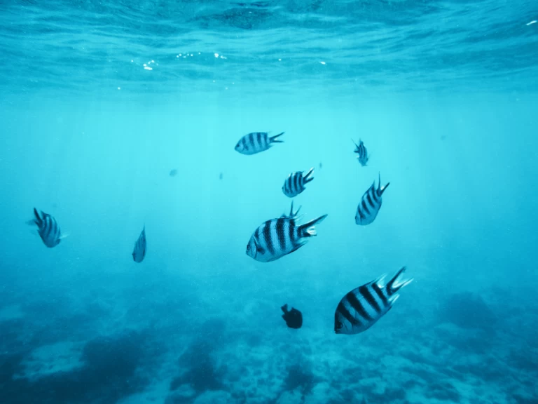 Noleggio barche Kendwa economico Custom made