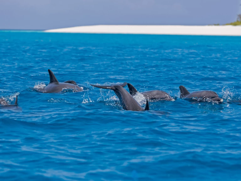 Noleggio a Kendwa – Custom Made Custom made su SamBoat