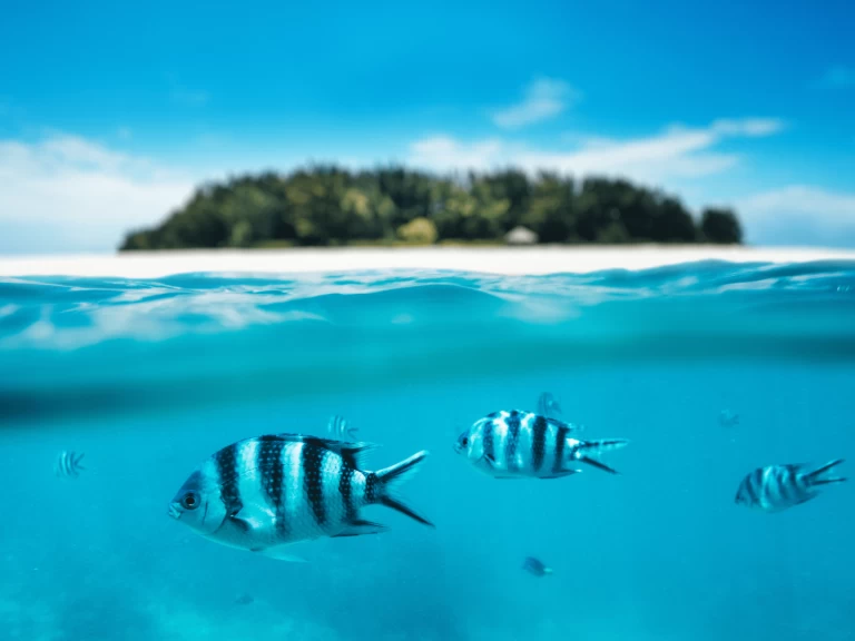 Noleggio Catamarano a Kendwa – Custom Made Custom made