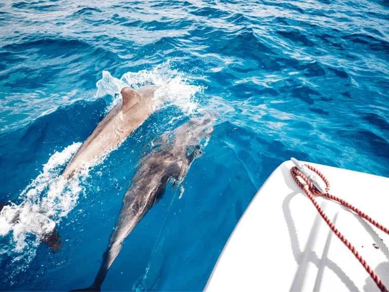 Noleggio barche Custom Made Custom made a Kendwa su Samboat