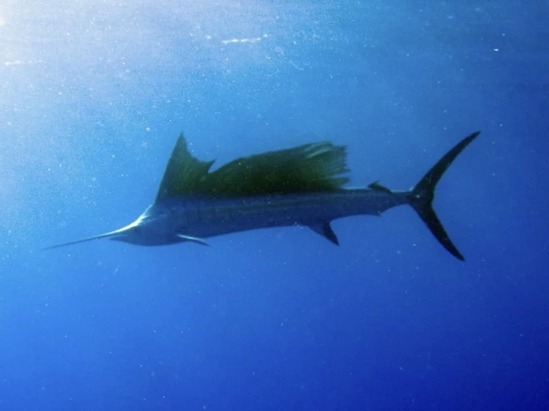 Noleggio a Kendwa – Custom Made Custom made su SamBoat