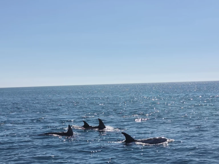 Noleggiare una Fountaine Pajot FP 44 a Portimão