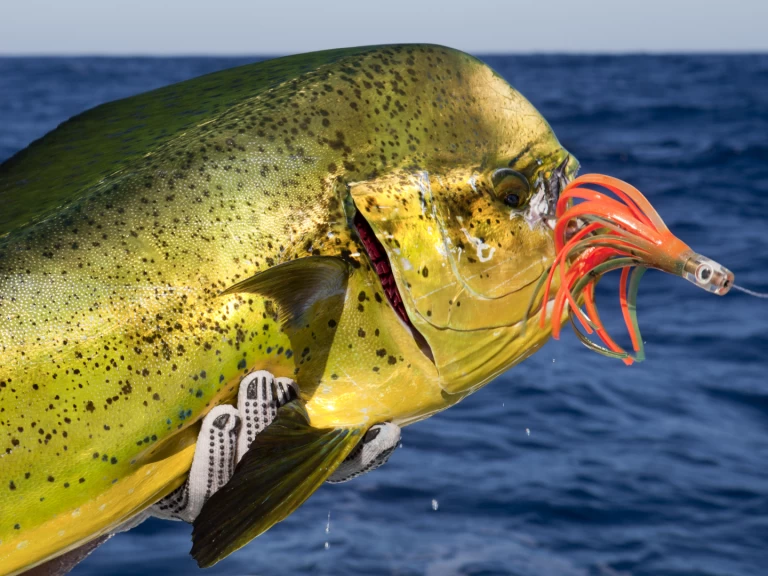 Noleggio barche Custom Made Custom made a Punta Cana su Samboat