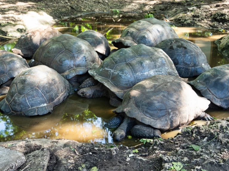 Noleggio barche Custom Custom a Zanzibar su Samboat