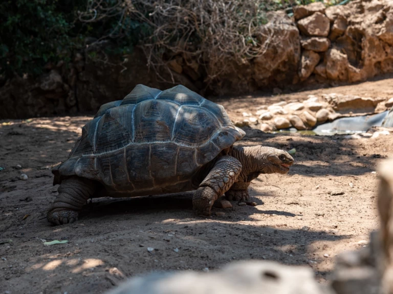 Noleggio Barca a vela con o senza skipper Custom a Zanzibar