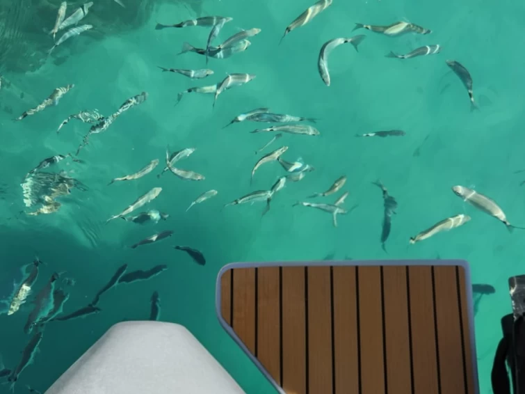 Noleggio Gommone Sacs con patente nautica