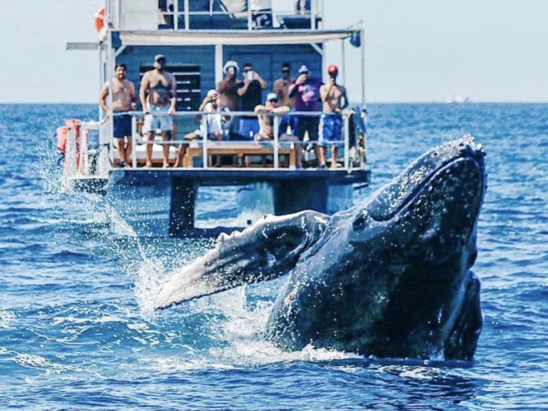 Noleggio barche Custom Made 36 a Cabo San Lucas su Samboat