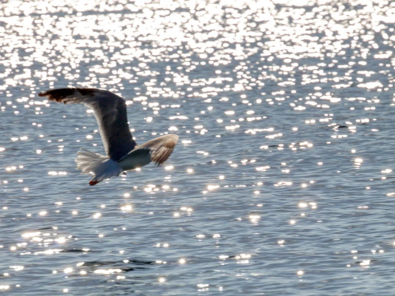 Noleggio a Otranto – dolphin Dolphin 25 su SamBoat