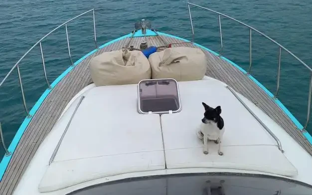 Custom Made da affittare a  Antalya (City)