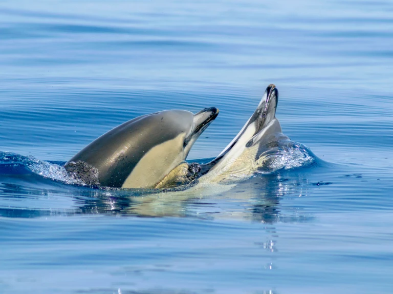 Narwhal 88 da affittare a  Portimão