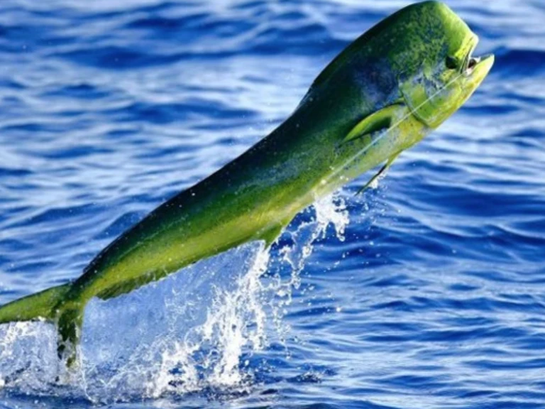 Noleggio Catamarano a Sant Antoni de Portmany – Lagoon Lagoon 43