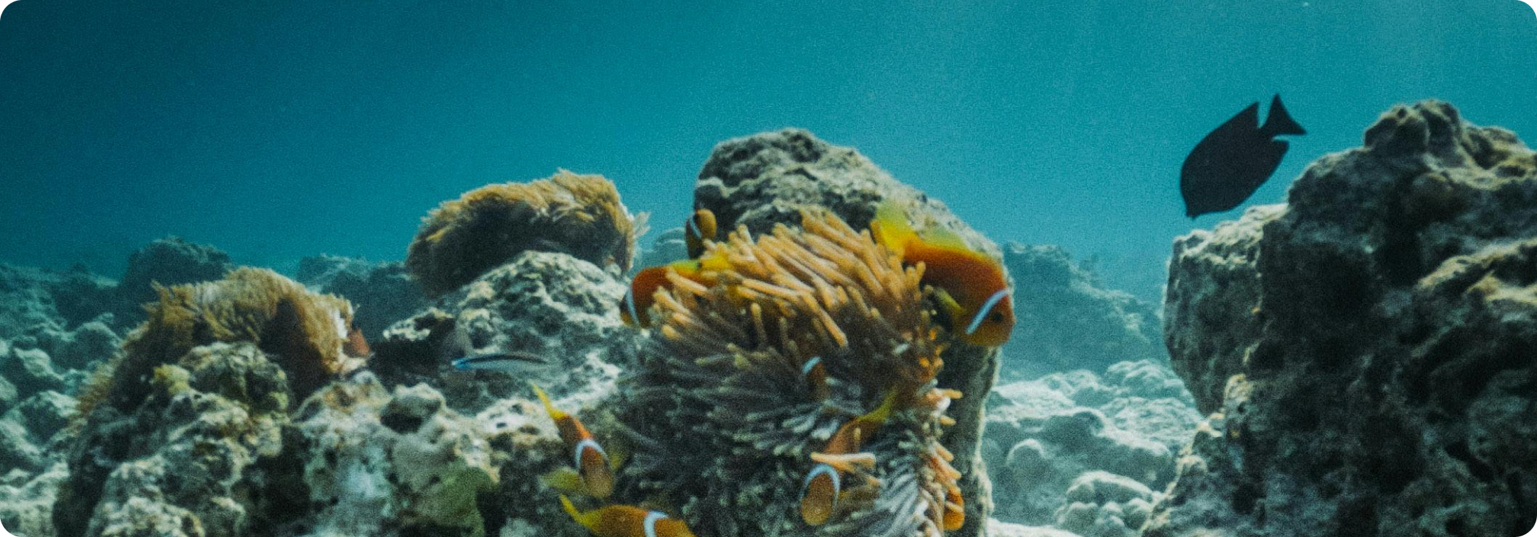 Fondation de la Mer - Oceano