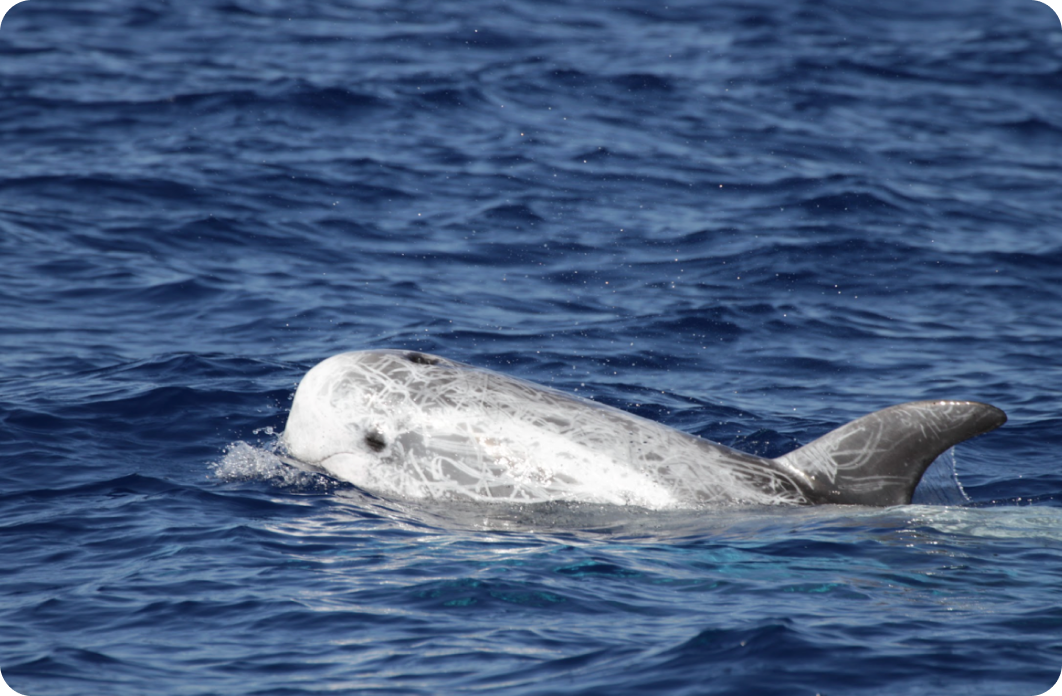 Protezione dei cetacei